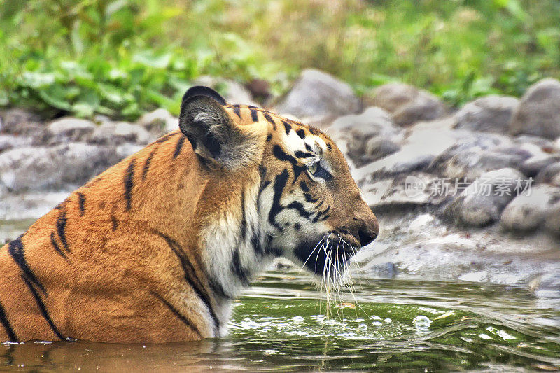 皇家孟加拉虎，Panthera Tigris，在水里洗澡，印度
